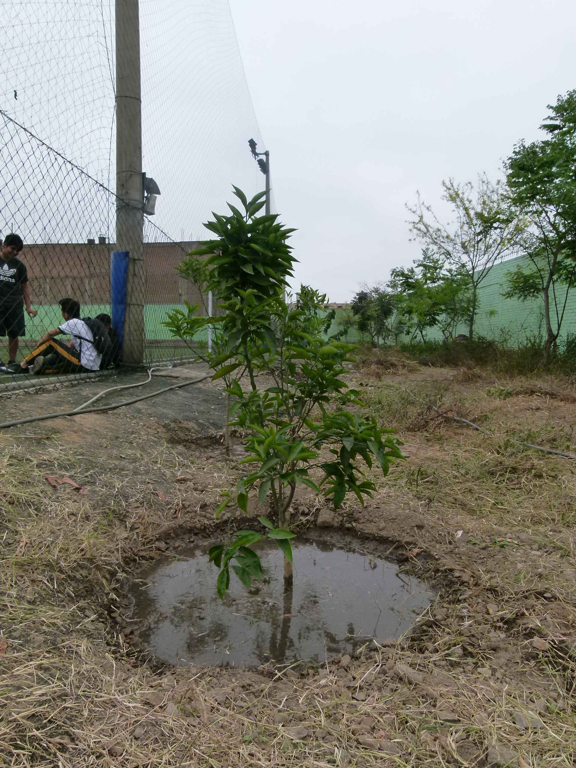 Lima Baumgartenpflege 05