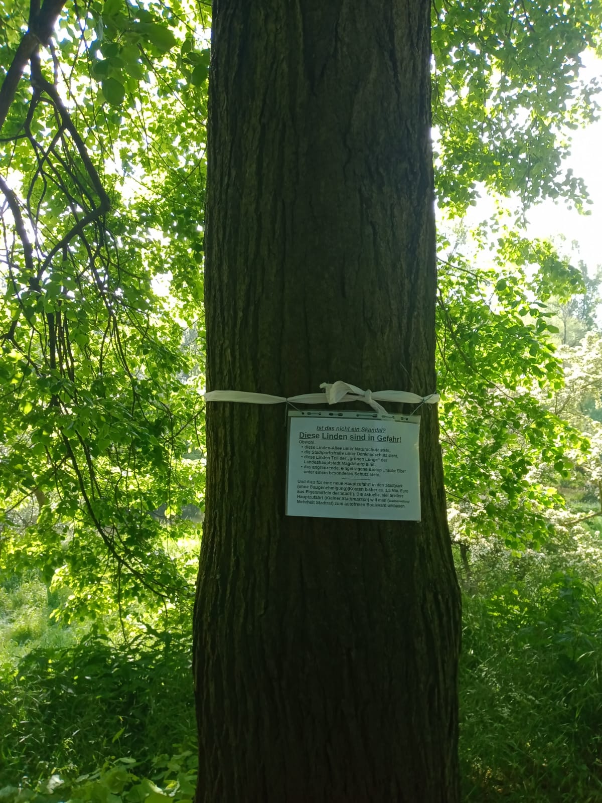 Foto Linde Rothornpark